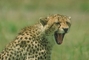 Cheetah picture