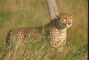 Cheetah picture