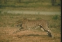 Cheetah picture