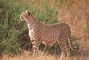 Cheetah picture