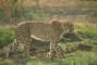 Cheetah picture