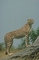 Cheetah picture