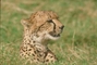 Cheetah picture