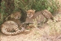 Cheetah picture