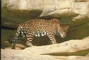 Jaguar picture