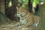 Jaguar picture