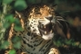 Jaguar picture