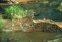 Jaguar picture