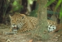 Jaguar picture