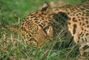 Leopard picture