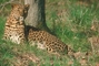 Leopard picture