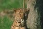 Leopard picture