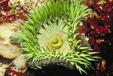 Anthoplura Anemone