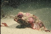 Bull Sculpin Poster