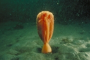 Fleshy Sea Pen Magnet