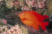 Garibaldi Fish Magnet