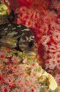 Gopher Rockfish Poster