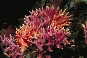 Hydrocoral Magnet