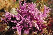 Hydrocoral Magnet