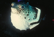 Porcupine Fish Mousepad