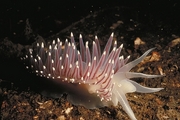 Red Gilled Nudibranch Mousepad