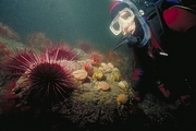 Red Sea Urchin Magnet