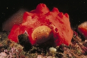 Red Volcano Sponge Mousepad