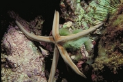 Sea Star Magnet