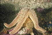 Short Spine Sea Star Magnet