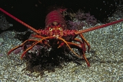 Spiny Lobster Magnet