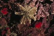 Sunflower Starfish Magnet