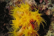 Tubastraea Coral Magnet