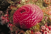 White Spotted Rose Anemone Magnet