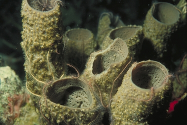 Lavender Tube Sponge