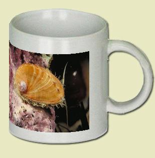 Abalone Coffee Mug