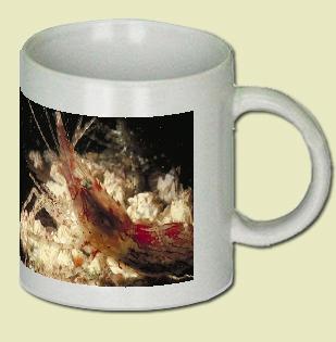 Coonstripe Shrimp Coffee Mug