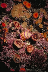 Purple Ring Top Snail