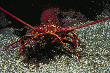 Spiny Lobster