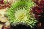 Anthoplura Anemone picture