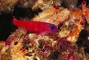 Bluebanded Goby picture