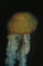 Brown Jellyfish picture