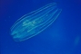 Comb Jelly picture