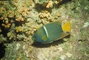 King Angelfish picture