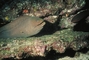 Moray Eel picture