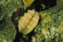 Pink Scallop picture