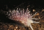 Red Gilled Nudibranch picture