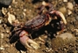 Red Shore Crab picture