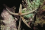 Sea Star picture