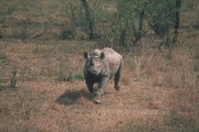 Black Rhinoceros Mousepad