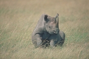 Black Rhinoceros Poster